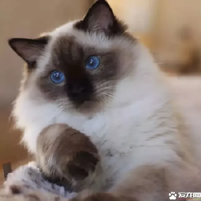 重色布偶猫什么意思 原来重点色布偶猫长成暹罗了 | 布偶猫