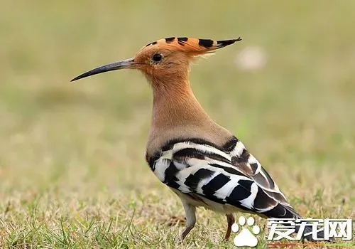 戴胜鸟的习性 以虫类为食在树上的洞内做窝 | 戴胜鸟