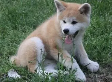 秋田犬|怎样通过饮食来提高秋田犬的免疫力
