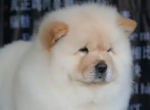 松狮犬一次喂多少 松狮幼犬要一天喂4次 | 松狮犬