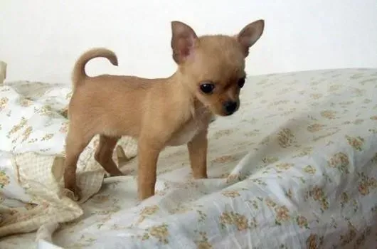 吉娃娃|柔美皮肤 从关注吉娃娃的皮肤病开始