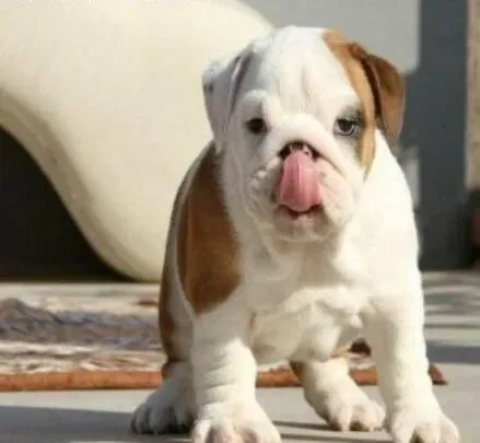英国斗牛犬|斗牛犬白天爱睡觉是懒惰吗