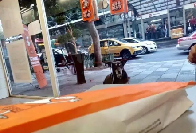 貌似流浪犬的狗狗装可怜讨吃 却被脖子上项圈出卖 | 狗
