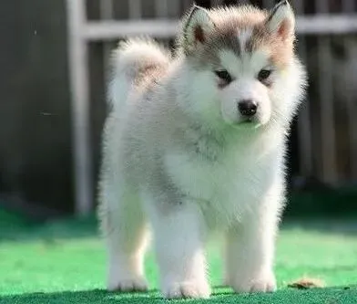 哈士奇|训犬达人分享之训练哈士奇的5种方法