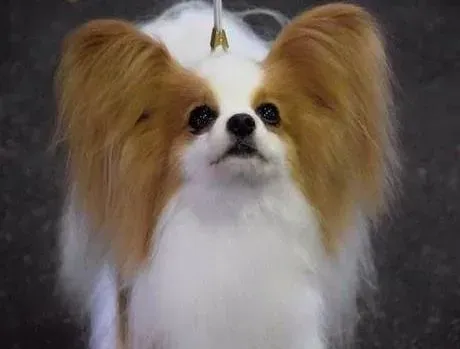 蝴蝶犬|蝴蝶犬趾间长红包，请医生帮忙看看是怎么了