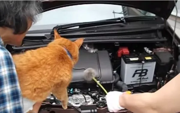 小猫误入汽车引擎取暖 幸得橘猫呼唤有惊无险 | 猫