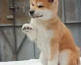 秋田犬|巧给幼犬断奶法 离乳期的秋田犬幼犬应如何对待