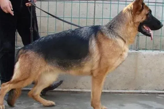德国牧羊犬|德国牧羊犬身上出现蠕形螨，发红如何是好