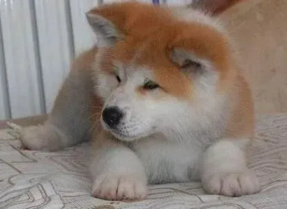 秋田犬|健康秋田犬和病狗的一般鉴别方法