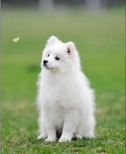 银狐犬|银狐犬发烧呕吐吃什么好啊? 怎么办