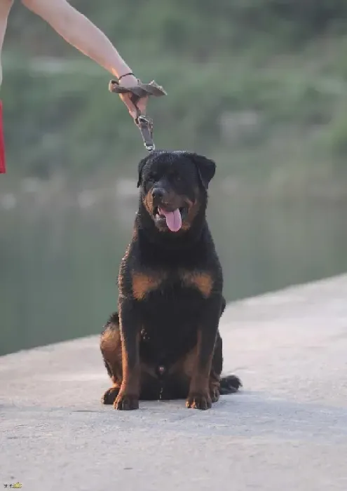 罗威纳犬|罗威纳犬不吃东西是什么毛病 求解答