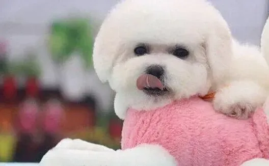 比熊犬|比熊犬泪线产生的原因和治疗方法