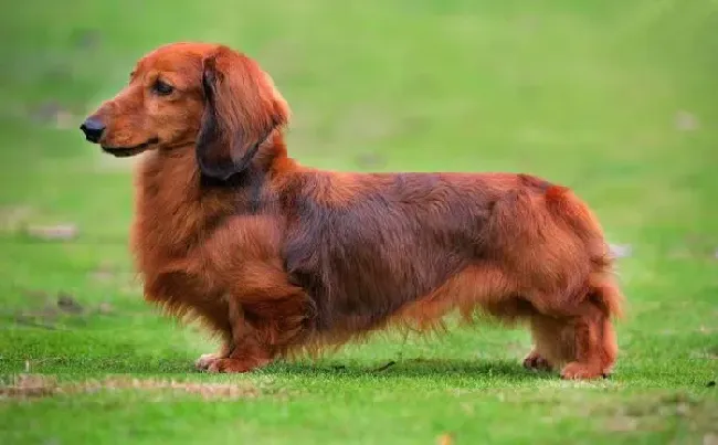 腊肠犬|如何提高腊肠犬的生育能力