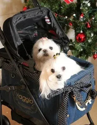 马尔济斯|去除马尔济斯犬皮屑的两种良方