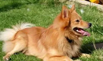芬兰猎犬吃什么好 适当补充维生素和钙 | 芬兰猎犬