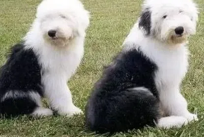 古代牧羊犬|主人必须要谨防古代牧羊犬的肥胖症