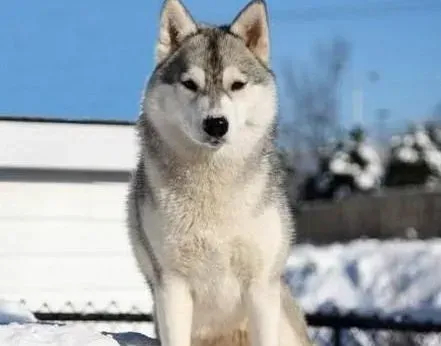 阿拉斯加犬|阿拉斯加雪橇犬的嗅觉信息有哪些特点