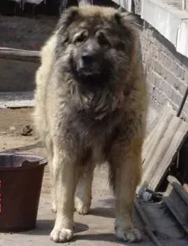 高加索犬|高加索犬鼻子的易患病及治疗方法