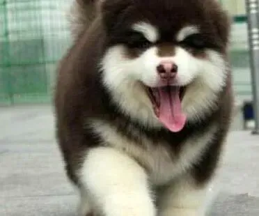 阿拉斯加犬|阿拉斯加犬的鼻子有红斑是怎么回事