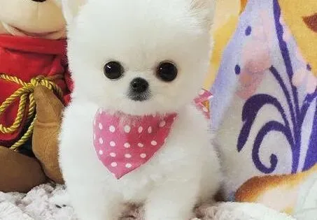 博美犬|博美犬食道有异物时如何处理