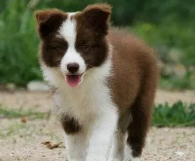边境牧羊犬|为边境牧羊犬做绝育有好处么？有哪些情况需要注意