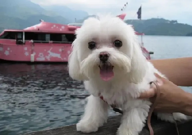 马尔济斯|面对马尔济斯犬不同的疾病大家要怎么解决