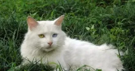 怎么照顾怀孕的母猫 加强营养适当运动 | 猫