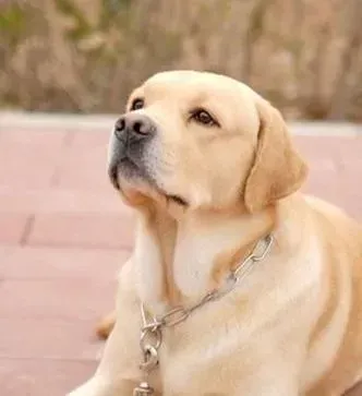 拉布拉多|哪些食物最适合拉布拉多犬食用？对健康最有益