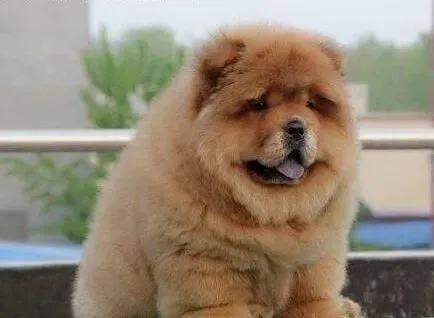 松狮犬|松狮犬洗澡的时候主人要特别注意什么事项