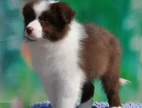 边境牧羊犬|边境牧羊犬患上皮肤病，脱毛很痒如何是好