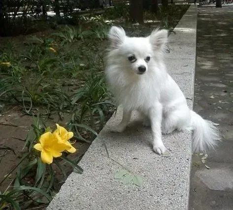 蝴蝶犬|轻松给狗狗喂药 喂蝴蝶犬吃药的简单工具介绍