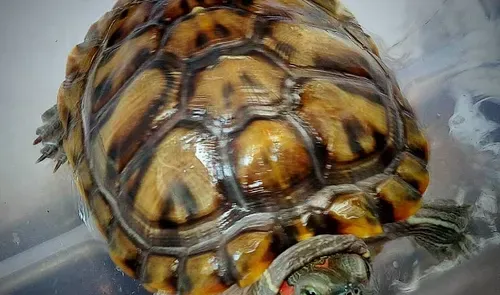 我的乌龟不吃东西 龟不进食和水源有关 | 乌龟