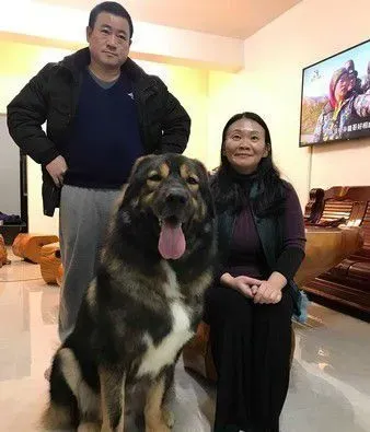 巨型汪被误认马和狮子 无偿捐血750ml后站不起