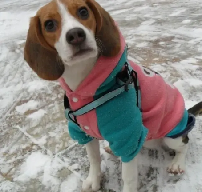 比格犬|比格犬消化不良的治疗理念