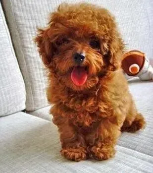泰迪犬|泰迪犬专用的救援器具——宠物氧气面罩