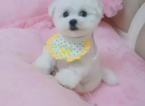 比熊犬|比熊犬鼻子非常干是不是生病的前兆