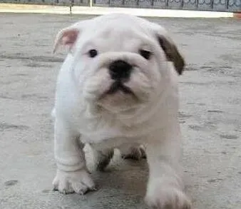 英国斗牛犬|哪种狗粮性价比高一点 适合斗牛犬吃
