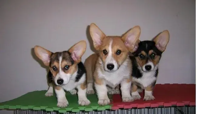 柯基犬|柯基犬最近拉稀严重，越来越瘦是为什么