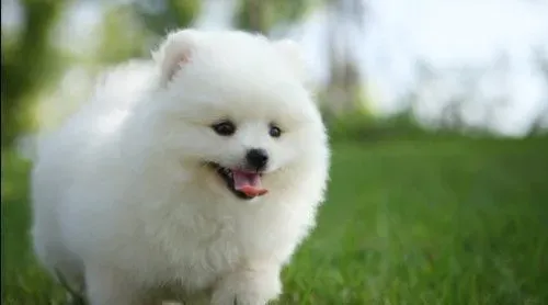 怎么喂养博美犬 博美犬饲养需要注意地方 | 博美犬