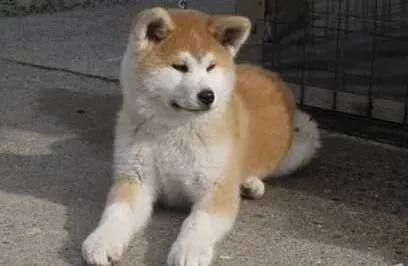秋田犬|如何为断奶的秋田犬接食？需要注意哪些问题