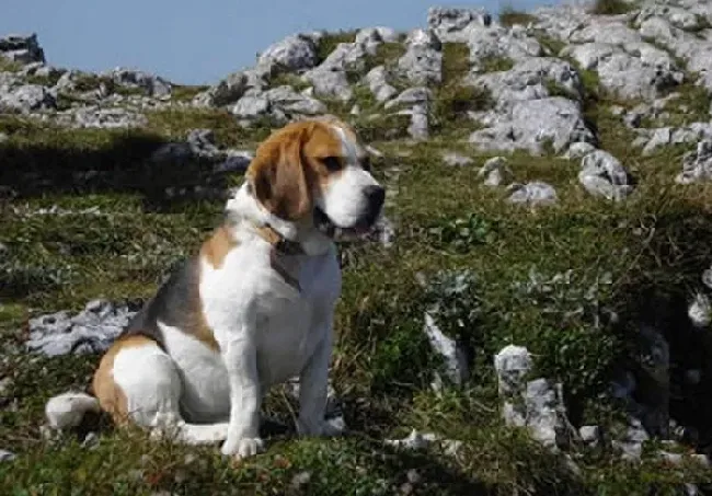 比格犬|健康常识之比格犬提高免疫的药物种类及正确程序