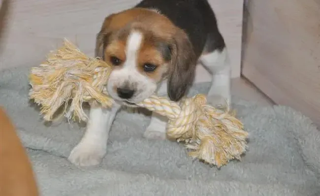 比格犬|比格犬为什么会拉稀带血 什么毛病