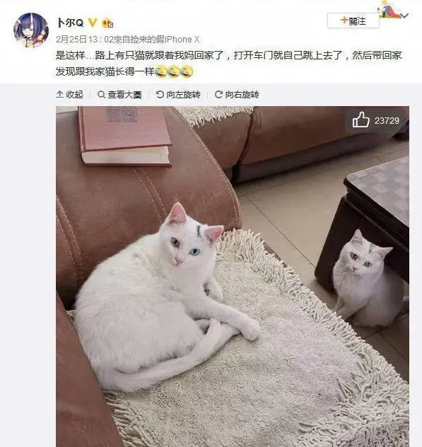 浪喵跟随回家 竟然和自家猫主子意外撞脸 | 猫