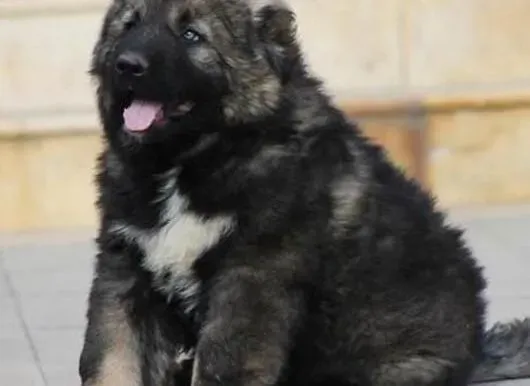 高加索犬|喂养刚买回来的高加索犬需要注意哪些问题