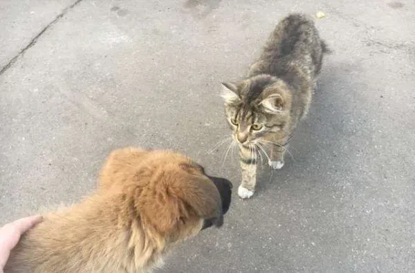 浪浪磁场的俄国男子 上班连捡命中注定的猫狗 | 猫