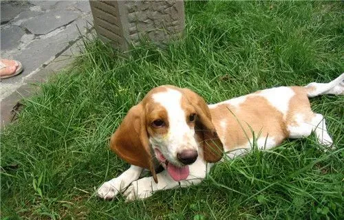 巴吉度猎犬掉毛吗 季节掉毛状况会特别严重 | 巴吉度猎犬