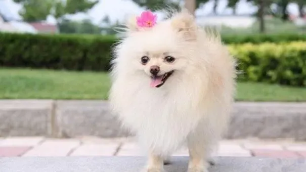 博美犬|饲养博美犬的常见疾病