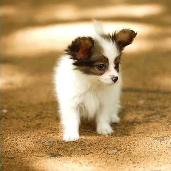 蝴蝶犬|如何给蝴蝶犬选择一张合适的床