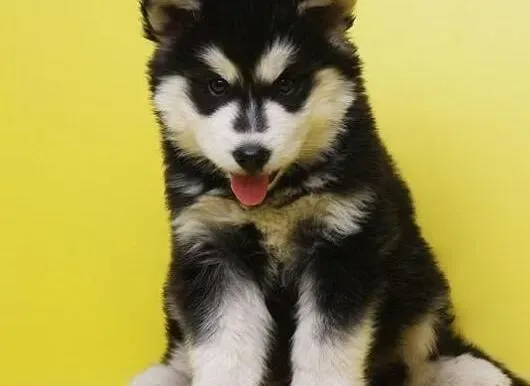阿拉斯加犬|阿拉斯加雪橇犬怀孕后会有哪些表现