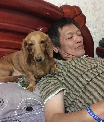 腊肠犬曾被关在阳台 如今变爸妈亲生的 | 狗